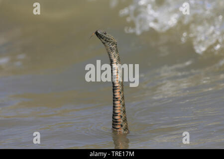 Biscia tassellata (Natrix tessellata), nuoto, Romania Foto Stock