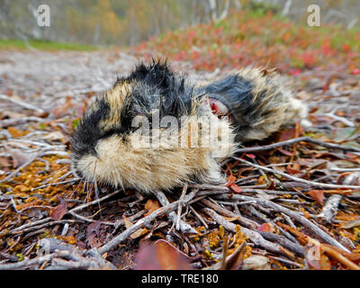 Vero lemming Lemmus (spec.), dal predatore di uccelli morti persi lemming, Norvegia, Troms, Breivikdalen Foto Stock