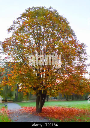 Comune di ippocastano (Aesculus hippocastanum), Castagno in autunno, in Germania, in Renania settentrionale-Vestfalia, la zona della Ruhr, Luenen Foto Stock