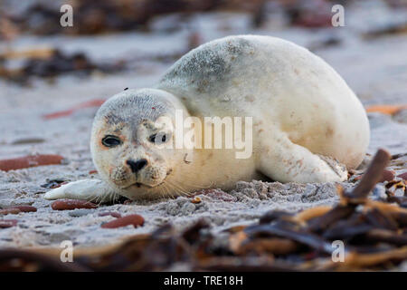 Guarnizione di tenuta del porto, guarnizione comune (Phoca vitulina), guarnizione pup sulla spiaggia dell'isola di Helgoland, Germania, Schleswig-Holstein, Isola di Helgoland Foto Stock