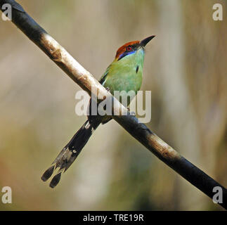 Color ruggine-crowned Motmot (Momotus mexicanus), seduto su un ramo, Messico Foto Stock