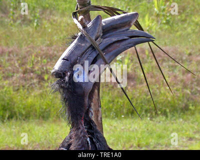 Massa abissino hornbill (Bucorvus abyssinicus), illegali catturati abissino Hornbill di massa come la carne di animali selvatici in Camerun., Camerun Foto Stock
