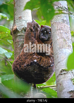 Philippine lemuri volanti, colugo (Cynocephalus volans), in corrispondenza di un tronco di albero, Filippine Foto Stock