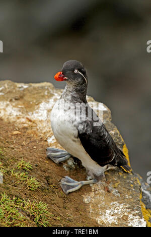 Parrocchetto auklet (Cyclorrhynchus psittacula, Aethia psittacula), arroccata su una roccia, USA, Alaska Foto Stock