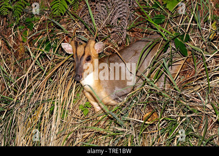Il cinese muntjac, Reeve's muntjac (Muntiacus reevesi), nel canneto, Taiwan Foto Stock