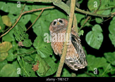 Legno africano allocco (Strix woodfordii), su un ramo, Uganda Foto Stock