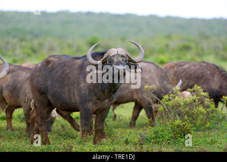 African buffalo (Syncerus caffer), Bull in una mandria, Sud Africa, Eastern Cape, Addo Elephant National Park Foto Stock