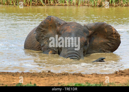 Elefante africano (Loxodonta africana), Bull una balneazione in waterhole, vista frontale, Sud Africa, Eastern Cape, Addo Elephant National Park Foto Stock