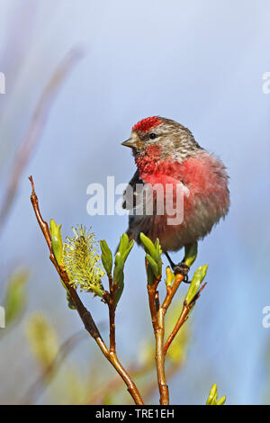 Redpoll, redpoll comune (Carduelis flammea, Acanthis flammea), maschio su un salice, Varanger Foto Stock
