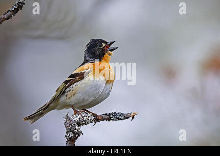 Brambling (Fringilla montifringilla), maschio a cantare sul ramo, Finlandia, Pallas Yllaestunturi Parco Nazionale Foto Stock