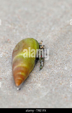 Terra granchio eremita in una lumaca Guscio a camminare sulla spiaggia, Sud Africa, Struisbaai Foto Stock