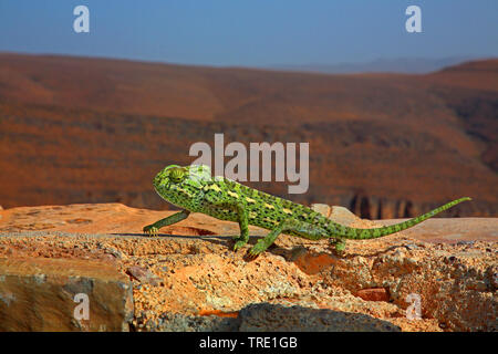 Mediterraneo camaleonte, African camaleonte, Camaleonte comune (Chamaeleo chamaeleon), su una parete, Marocco Foto Stock