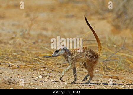 Suricate, sottile-tailed meerkat (Suricata suricatta), rovistando nella savana, vista laterale, Sud Africa, Kgalagadi transfrontaliera Parco Nazionale Foto Stock