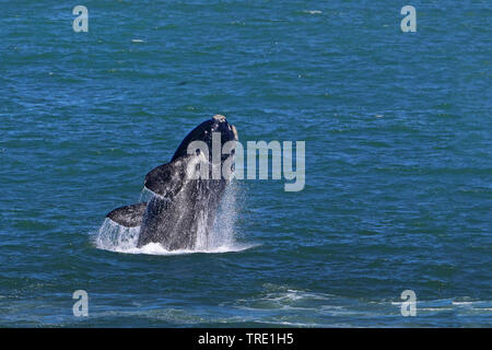 Balena Franca Australe (Eubalaena australis, Balaena glacialis australis), saltando, Sud Africa Foto Stock