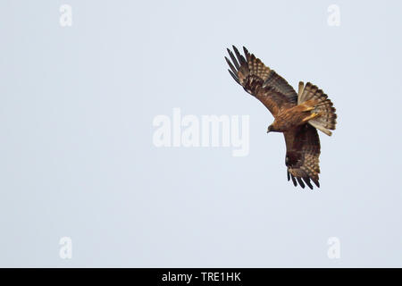 Bonellis eagle (Hieraaetus fasciatus, Aquila fasciata), in capretti piumaggio, volare, Andalusia Foto Stock