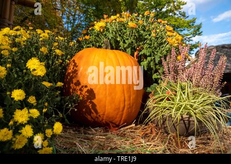 Di midollo osseo, campo di zucca (Cucurbita pepo), autunno zucca con fiori, 1 Foto Stock