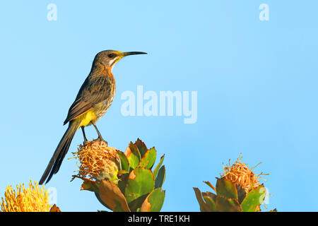 Cape sugarbird (Promerops cafer), seduti su leucospermum, Sud Africa, Western Cape, Capo di Buona Speranza Parco Nazionale Foto Stock