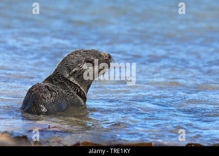 African clawless lontra (Aonyx capensis), giacenti da the Waterside, Sud Africa, Western Cape, Capo di Buona Speranza Parco Nazionale Foto Stock