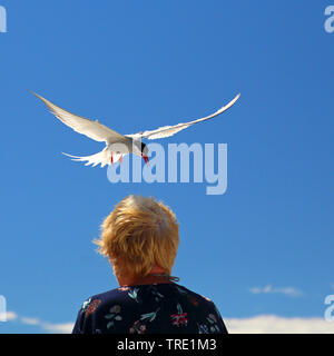 Arctic Tern (sterna paradisaea), attaccando una donna in volo, Finlandia, Aland Foto Stock