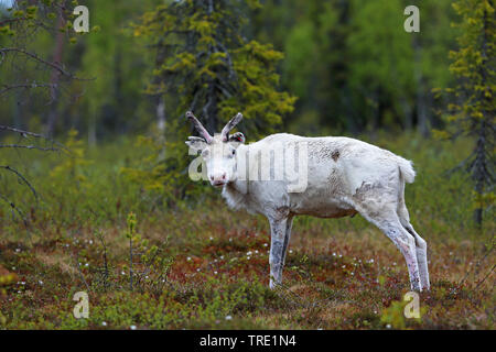 La renna, Caribou Coffee Company (Rangifer tarandus), albino in piedi la moor, Finlandia, Pallas Yllaestunturi Nationalpark Foto Stock