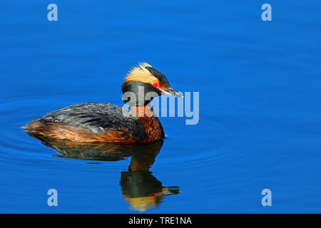 Svasso della Slavonia (Podiceps auritus), nuoto, Finlandia, Braendoe Foto Stock