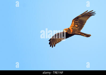 Western Marsh Harrier (Circus aeruginosus), volare in capretti piumaggio, Spagna Tarifa Foto Stock