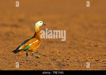 Casarca (Tadorna ferruginea, Casarca ferruginea), maschio nel deserto, Marocco, Merzouga Erg Chebbi Foto Stock