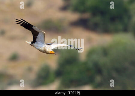 Avvoltoio capovaccaio (Neophron percnopterus), volare, Andalusia Foto Stock