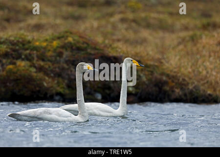 Whooper swan (Cygnus Cygnus), nuoto coppia, Norvegia, Batsfjord Foto Stock