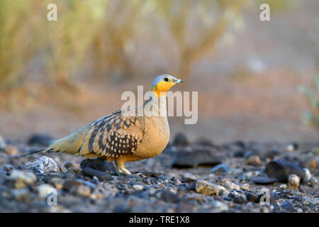 Avvistato sandgrouse (Pterocles senegallus), maschio nel deserto, Marocco, Merzouga Foto Stock