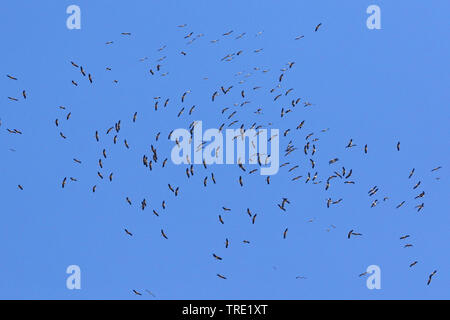 Cicogna bianca (Ciconia ciconia), flying gregge, Spagna Tarifa Foto Stock