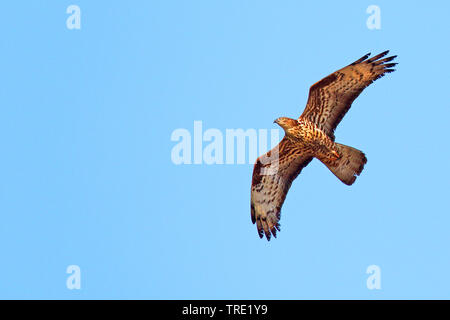 Western falco pecchiaiolo (Pernis apivorus), in volo, Spagna, Andalusia Foto Stock