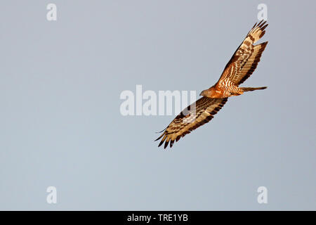 Western falco pecchiaiolo (Pernis apivorus), in volo, Spagna, Andalusia Foto Stock