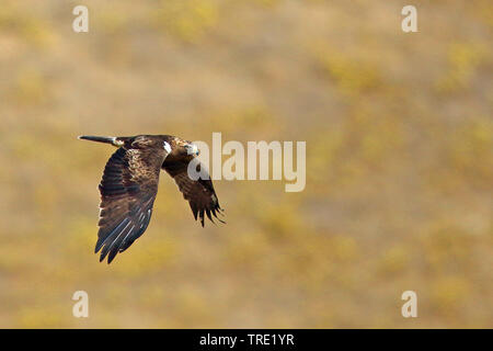 Avviato eagle (Hieraaetus pennatus), scuro morph, volare, Andalusia Foto Stock