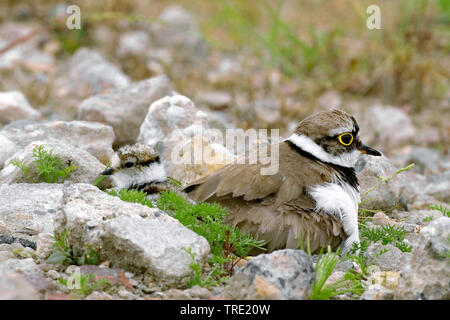 Poco inanellato plover (Charadrius dubius), con chikc nel nido, Paesi Bassi Foto Stock