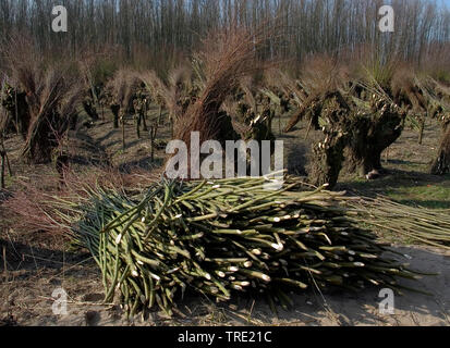 Willow, vimini (Salix spec.), tagliare pollarded salici, Paesi Bassi, South Holland, Dordtse Biesbosch Foto Stock