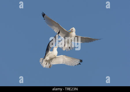 Nero-zampe (kittiwake Rissa tridactyla, Larus tridactyla), combattimenti in volo, Norvegia, Varangerfjord, Ekkeroy Foto Stock