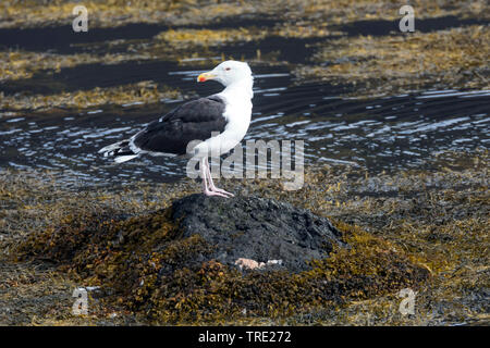 Maggiore nero-backed gull (Larus marinus), seduto da the Waterside, Islanda Foto Stock