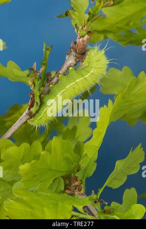 Autunno falena imperatore (Perisomena caecigena, Saturnia caecigena), Caterpillar alimentando ad una quercia, vista laterale, Germania Foto Stock