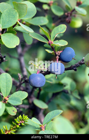 Alpine mirtillo, bog mirtillo, bog mirtillo, northern mirtillo, bog whortleberry (Vaccinium uliginosum), il ramo con frutti, Islanda Foto Stock