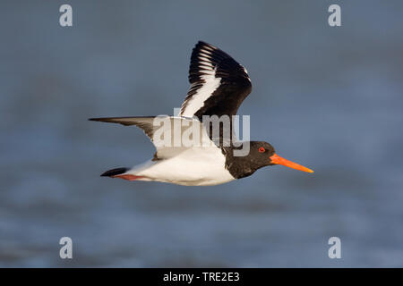 Paleartica (oystercatcher Haematopus ostralegus), volare sopra il mare, Paesi Bassi, Terschelling Foto Stock