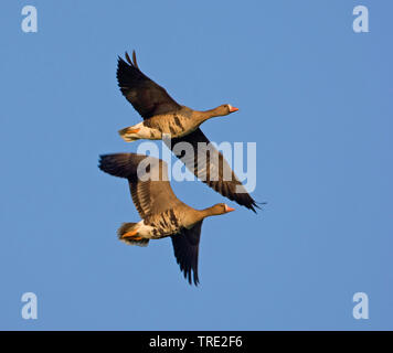 Bianco-fronteggiata goose (Anser albifrons), due bianco-fronteggiata oche in volo, Paesi Bassi Olanda meridionale Foto Stock