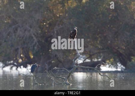 Osprey, pesce hawk (Pandion haliaetus), Airone cinerino sul belvedere, Iran Foto Stock