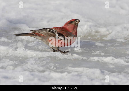 Pine grosbeak (Pinicola enucleator), maschio per bere la neve che si scioglie, Finlandia, Kaamanen Foto Stock