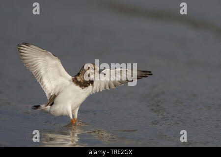 Voltapietre (Arenaria interpres), il novellame di atterraggio, Paesi Bassi, Terschelling Foto Stock