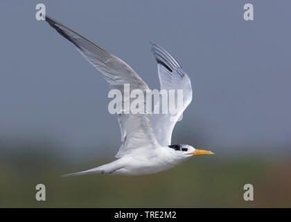 Royal tern (Thalasseus maximus, Sternea maxima), in volo, Gambia Foto Stock