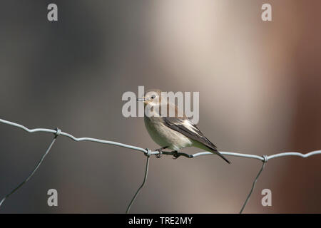 Pied flycatcher (Ficedula hypoleuca), i capretti in un recinto, Svezia, Oeland Foto Stock