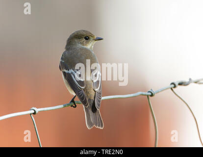 Pied flycatcher (Ficedula hypoleuca), i capretti in un recinto, Svezia, Oeland Foto Stock