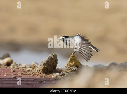 Wagtail mascherato, mascherato wagtail bianco (Motacilla personata, Motacilla alba personata), stretching, Iran Foto Stock