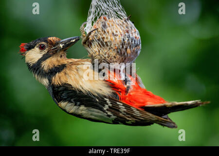 Picchio rosso maggiore (Picoides major, Dendrocopos major), maschio per mangiare in una sfera di grasso, vista laterale, in Germania, in Renania settentrionale-Vestfalia Foto Stock